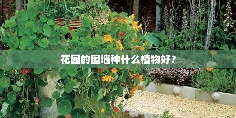 花园的围墙种什么植物好？