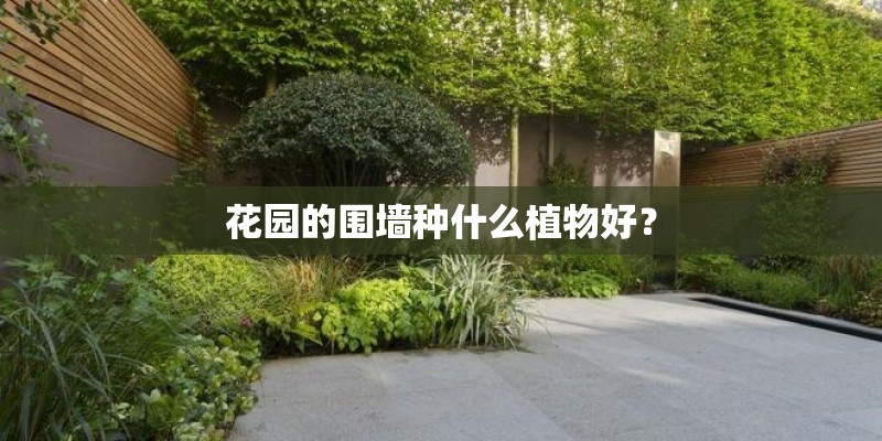 花园的围墙种什么植物好？