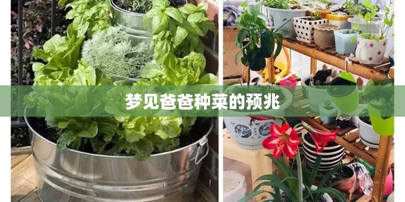 梦见爸爸种菜的预兆