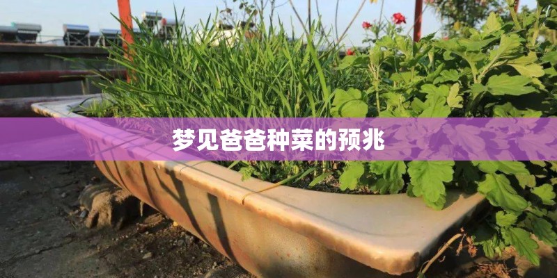 梦见爸爸种菜的预兆
