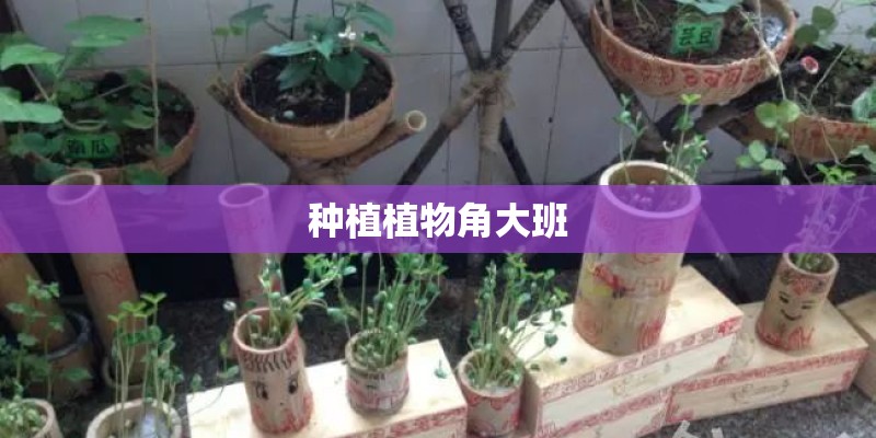 种植植物角大班