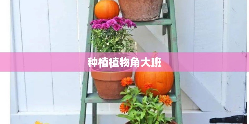 种植植物角大班