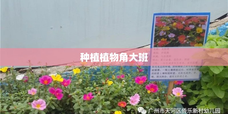 种植植物角大班