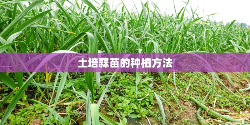 土培蒜苗的种植方法