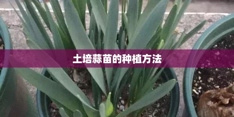土培蒜苗的种植方法