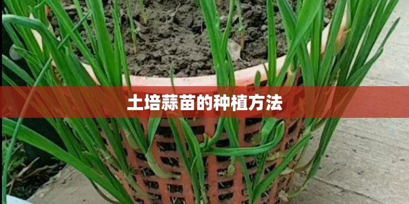 土培蒜苗的种植方法