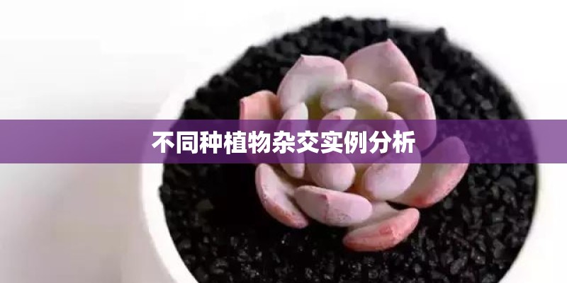 不同种植物杂交实例分析