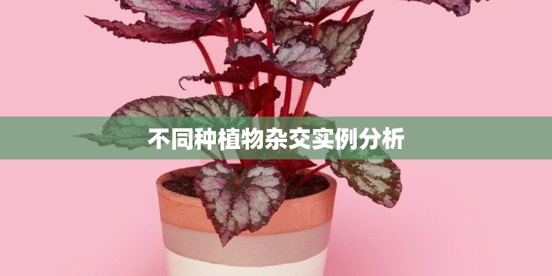 不同种植物杂交实例分析