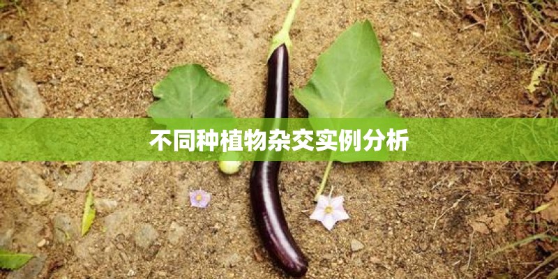 不同种植物杂交实例分析