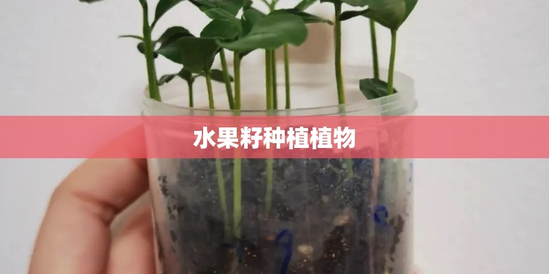 水果籽种植植物
