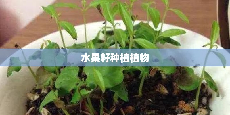 水果籽种植植物
