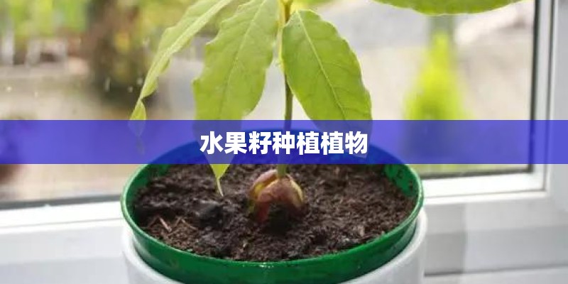 水果籽种植植物