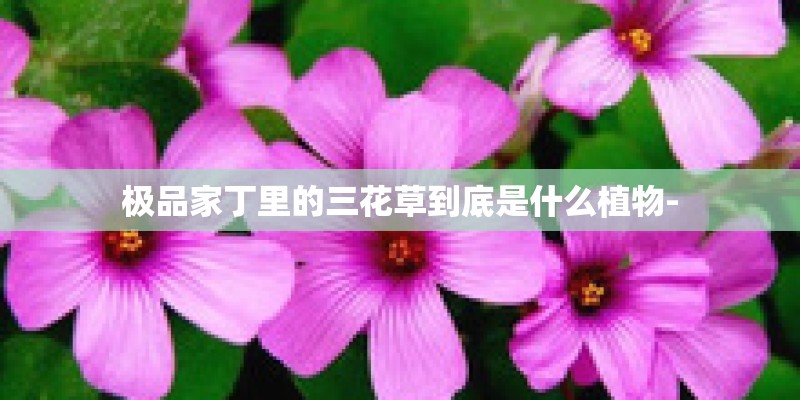 极品家丁里的三花草到底是什么植物-