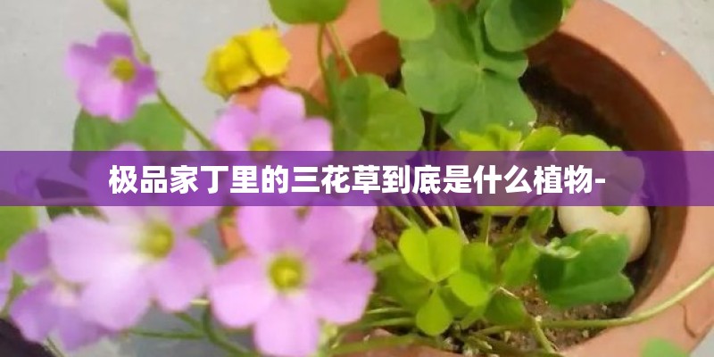 极品家丁里的三花草到底是什么植物-