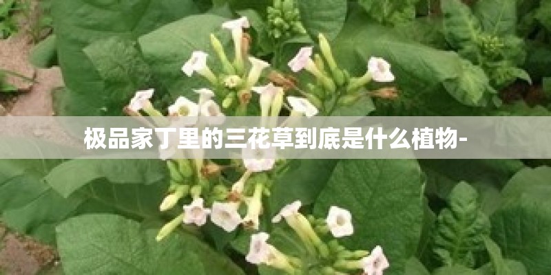 极品家丁里的三花草到底是什么植物-