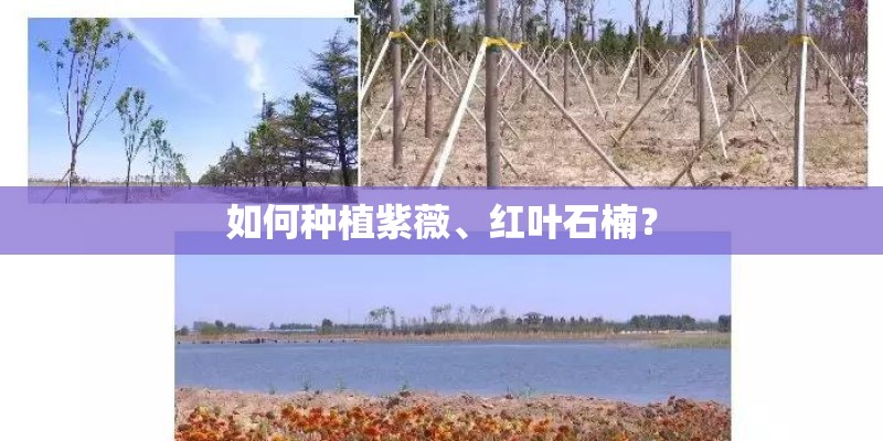 如何种植紫薇、红叶石楠？