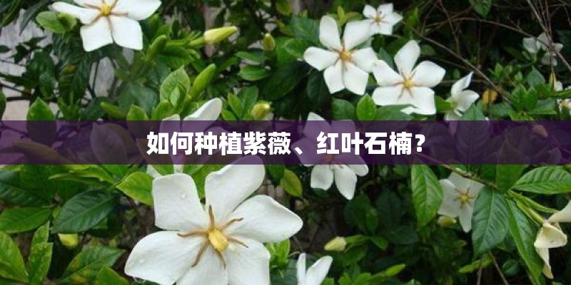如何种植紫薇、红叶石楠？