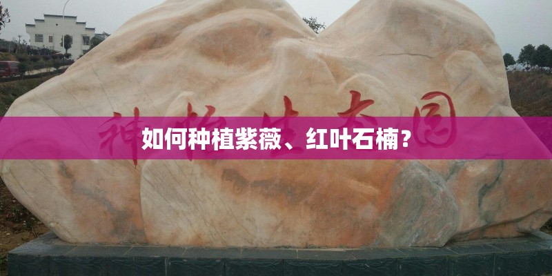 如何种植紫薇、红叶石楠？