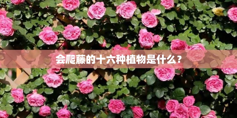 会爬藤的十六种植物是什么？