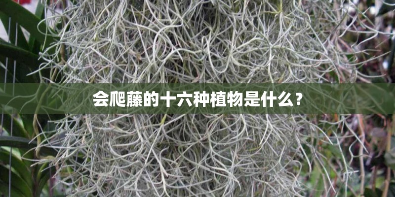 会爬藤的十六种植物是什么？