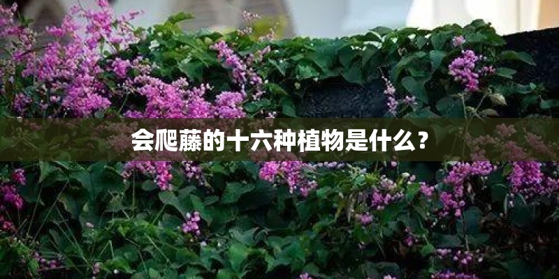 会爬藤的十六种植物是什么？