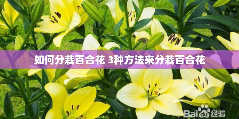 如何分栽百合花 3种方法来分栽百合花 如何分栽百合花 3种方法来分栽百合花