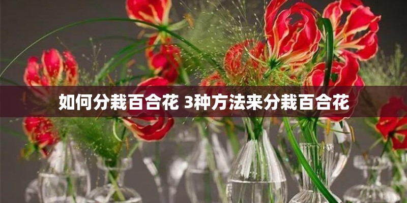 如何分栽百合花 3种方法来分栽百合花 如何分栽百合花 3种方法来分栽百合花