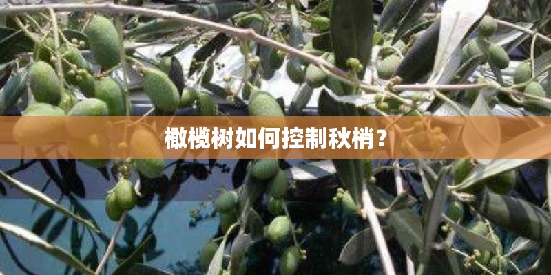 橄榄树如何控制秋梢？