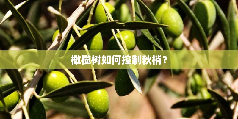 橄榄树如何控制秋梢？