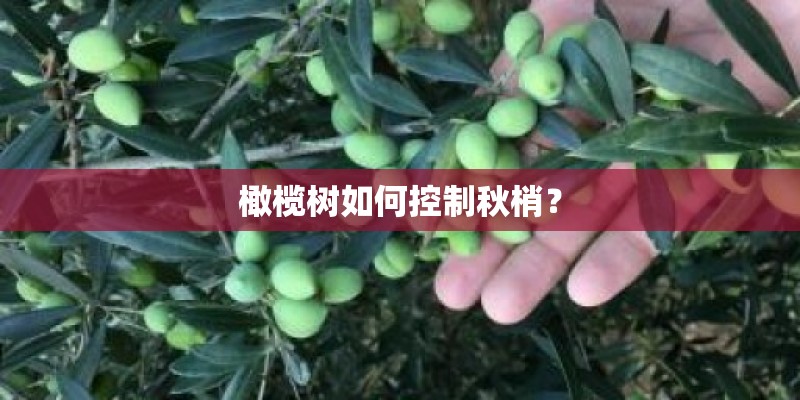 橄榄树如何控制秋梢？