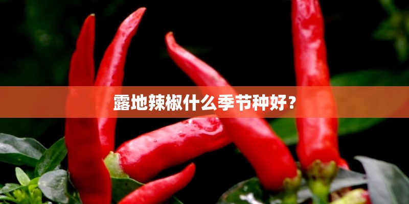 露地辣椒什么季节种好？