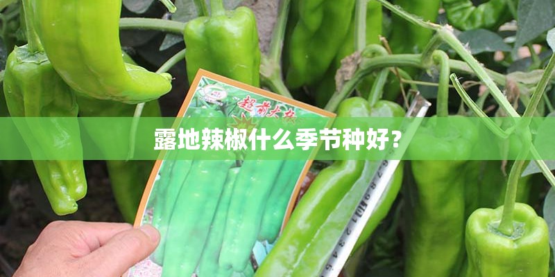 露地辣椒什么季节种好？