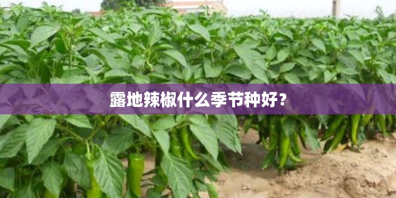 露地辣椒什么季节种好？