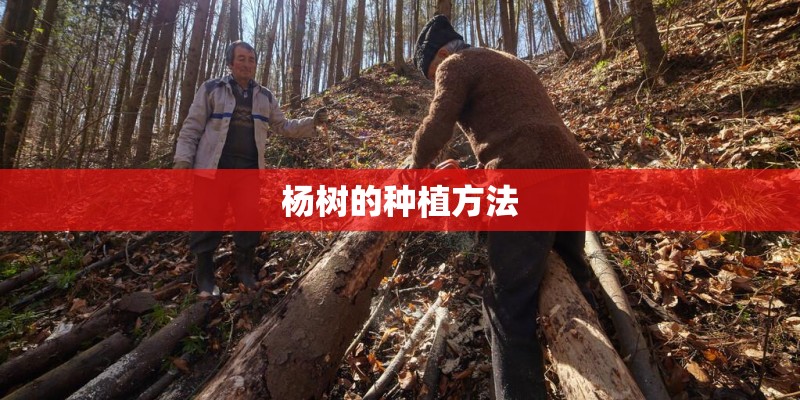 杨树的种植方法