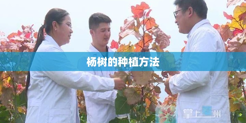 杨树的种植方法