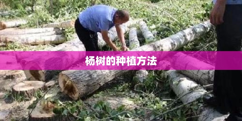 杨树的种植方法