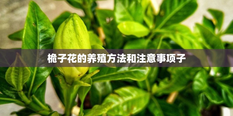 桅子花的养殖方法和注意事项子