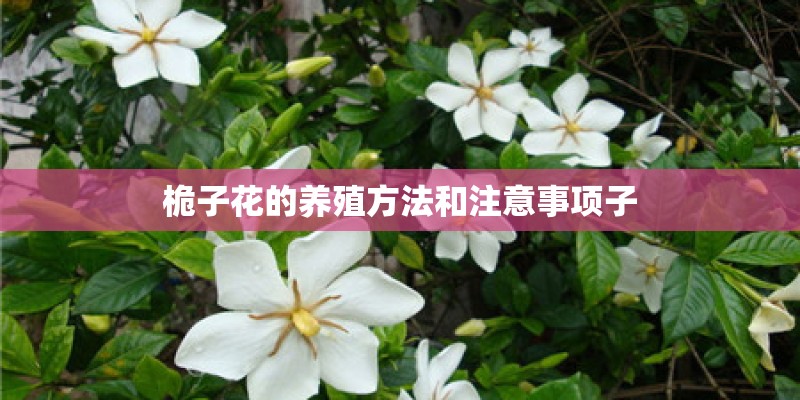 桅子花的养殖方法和注意事项子