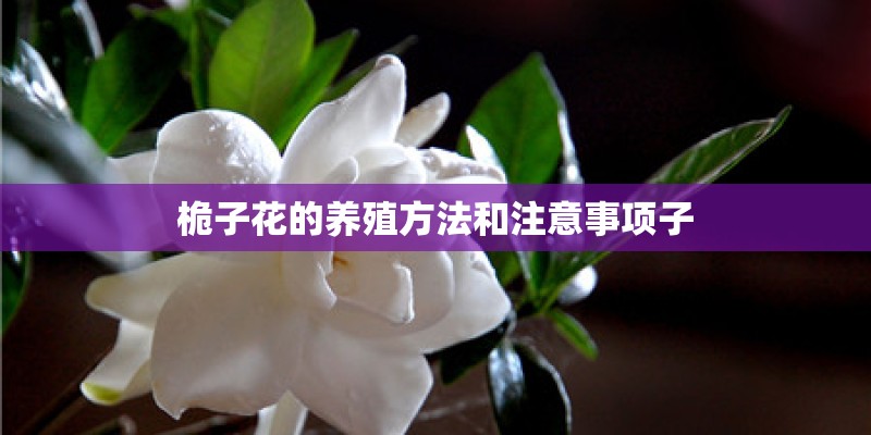 桅子花的养殖方法和注意事项子