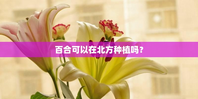 百合可以在北方种植吗？