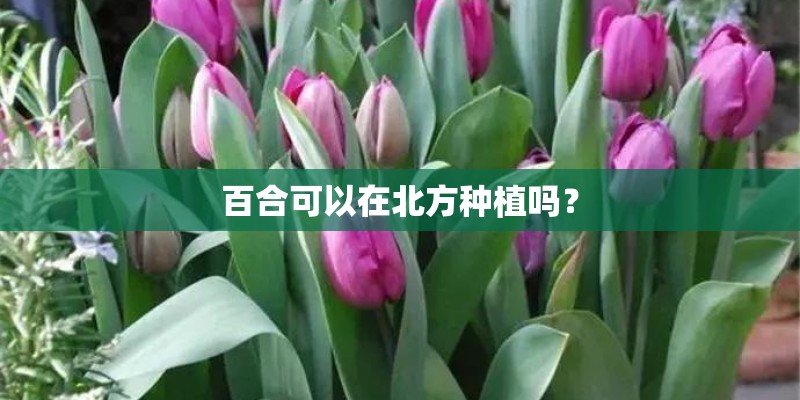 百合可以在北方种植吗？