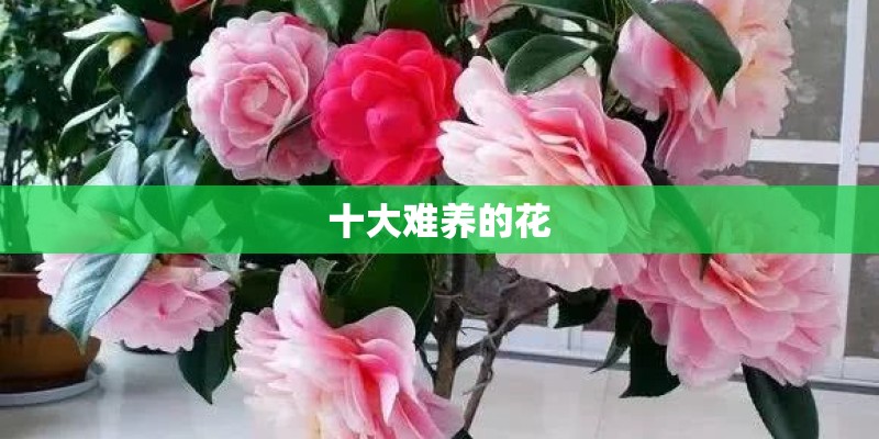 十大难养的花