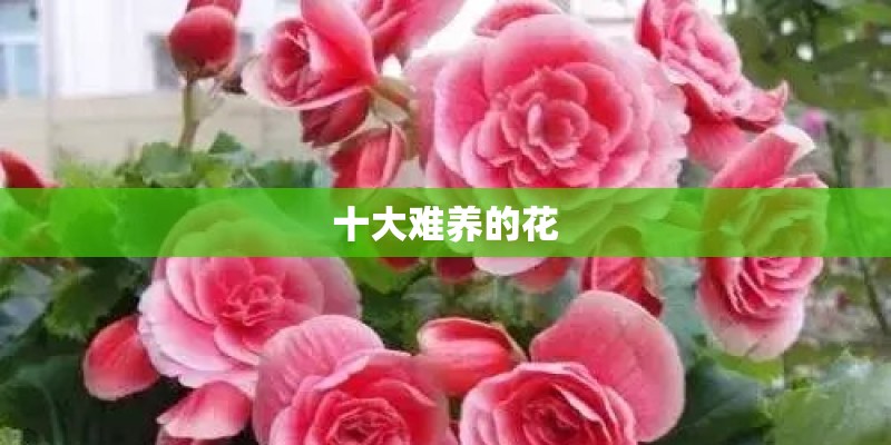 十大难养的花