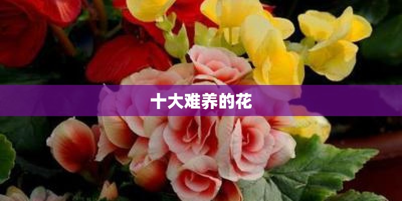 十大难养的花