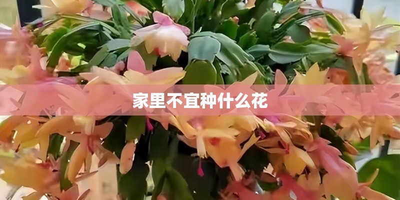 家里不宜种什么花
