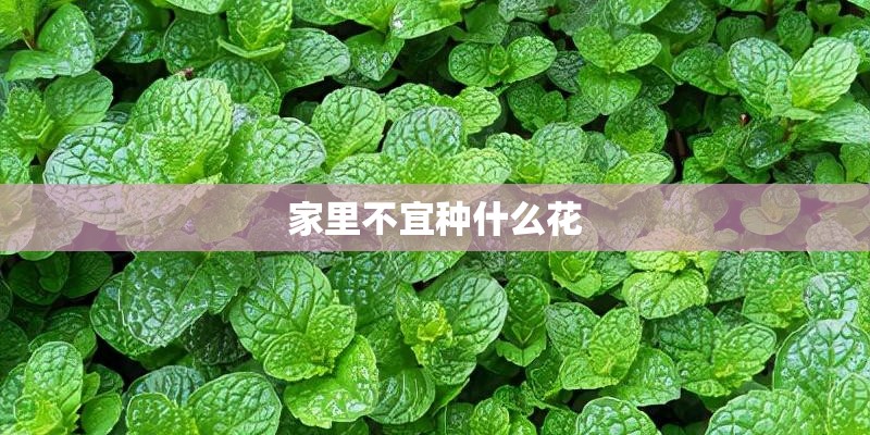 家里不宜种什么花