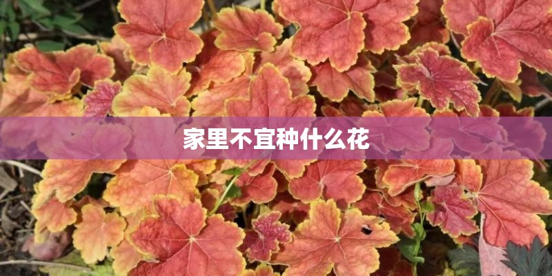 家里不宜种什么花