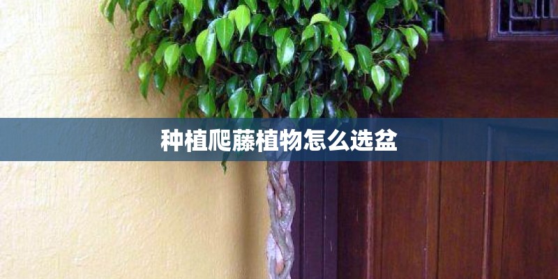 种植爬藤植物怎么选盆