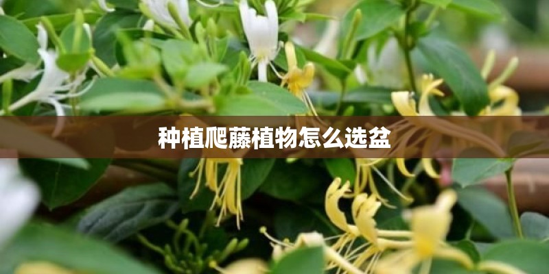 种植爬藤植物怎么选盆