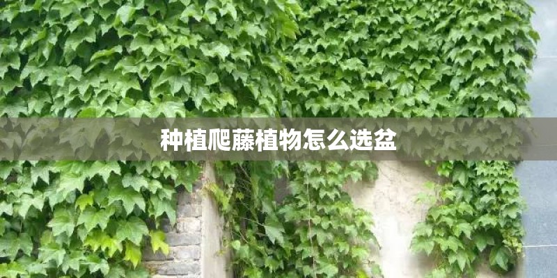 种植爬藤植物怎么选盆